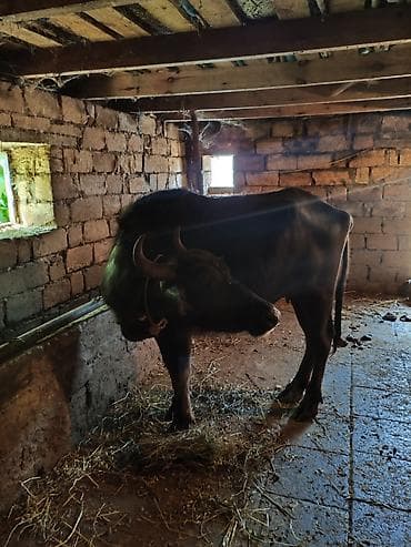 lalafo ev heyvanlari: 3 cu balasidi. 20 gundu dogub super balasi var sekilde gorunur — 2