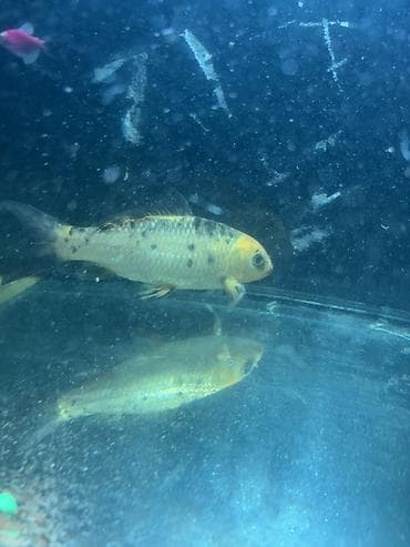 gence akvarium: Koi, Sülhsevər — 5