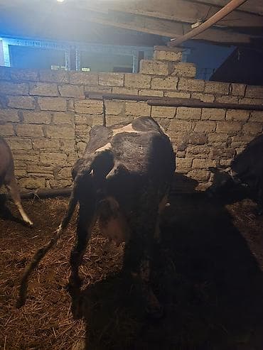 Digər heyvanlar: Süd yönümlü inək - Cins: qara‑ala (holşteyn tipli) - Məqsəd: südçülük — 6