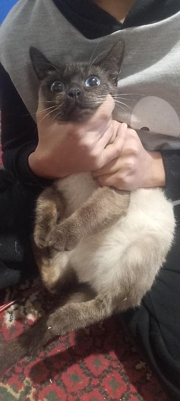 profil ucun pisik sekilleri: Siam — 1