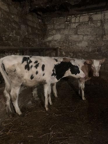 inek satislari: Salam,İnək balalarıdır– 2 baş dişi buzovdur. Bunların təzə anadan — 3