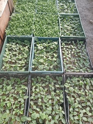 kömür toptan: Tərəvəz tingləri – istixana şəraitində yetişdirilmiş - Xiyar və — 2