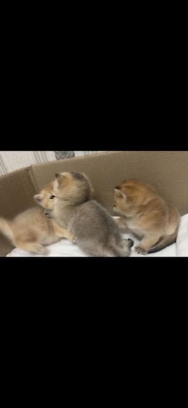 pişik pişik: Britan, Dişi — 2