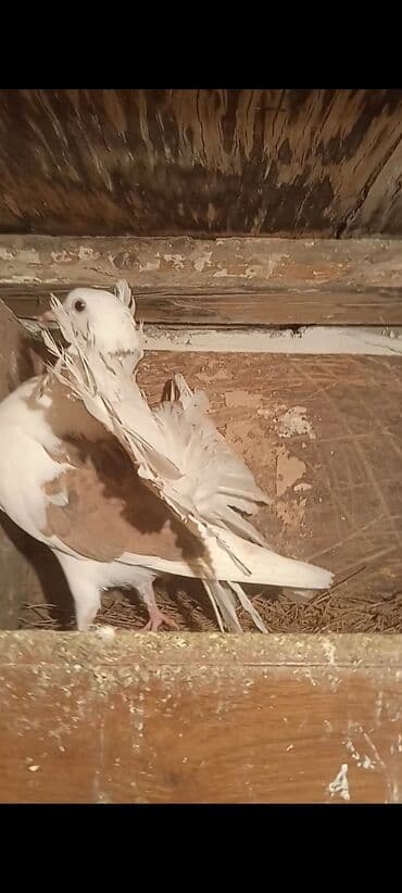 satiliq inekler: Salam pavlin maya satılır öz qusumun balasıdır 15manata — 3