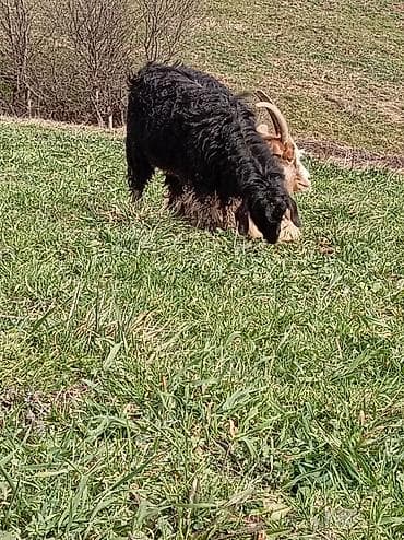 çəpiş əti: Məhsul: Qoyun/Keçi (2 baş) Təsvir: - Şəkildə otlaqda olan 2 baş — 1