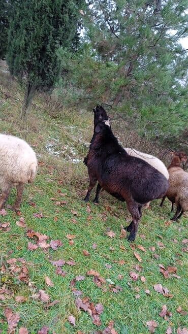 ətlik inək cinsləri: Damazlıq tam yararlı GİSAR qocu SATİLİR. 850 AZN. istəyən olsa etdiyə — 5