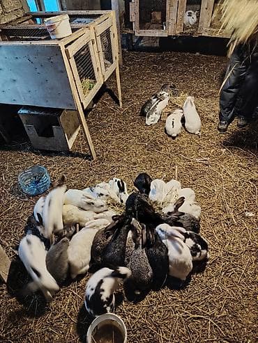 K/t heyvanları və malları: Ev şəraitində bəslənən ev dovşanları – müxtəlif rəng və naxışlarda — 4