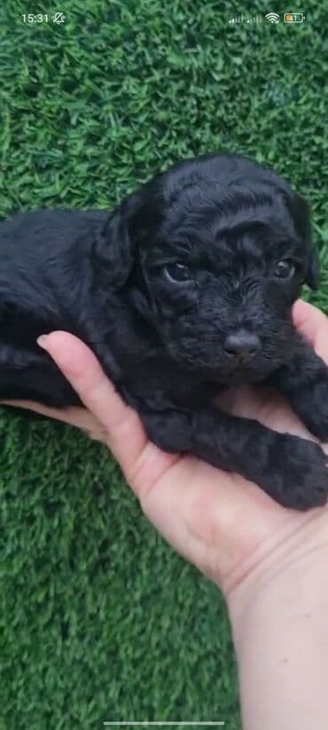 chappi it yemi: Pudel, 2 ay, Dişi, Peyvəndli, Ödənişli çatdırılma — 4