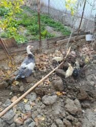 Musk ördəyi ana və balaları - Cins: Musk (indoutka) ördəyi - Təsvir