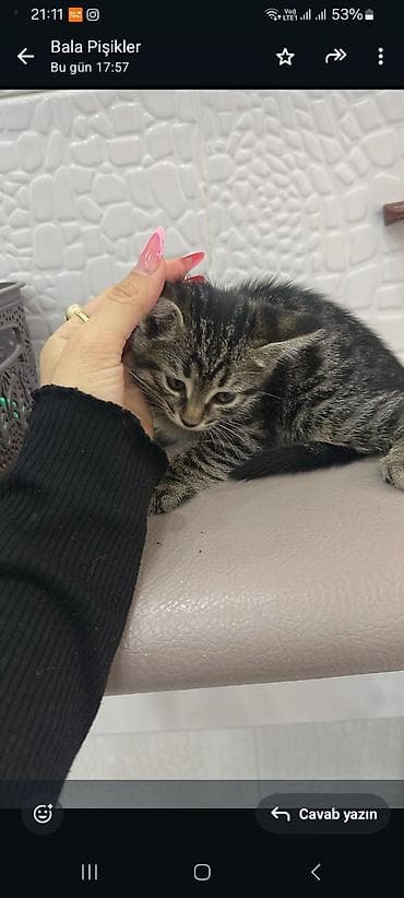 ağ pişikler: Tabbi, Erkək — 5