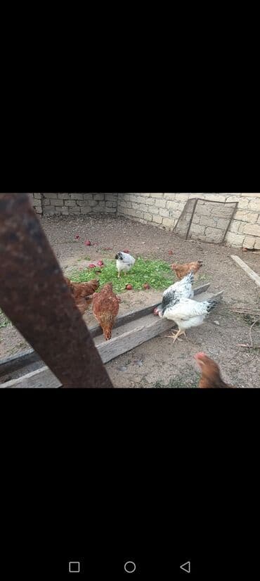 tap.az heyvanlar xacmaz: Toyuq, Ətlik, Ünvandan götürmə — 1