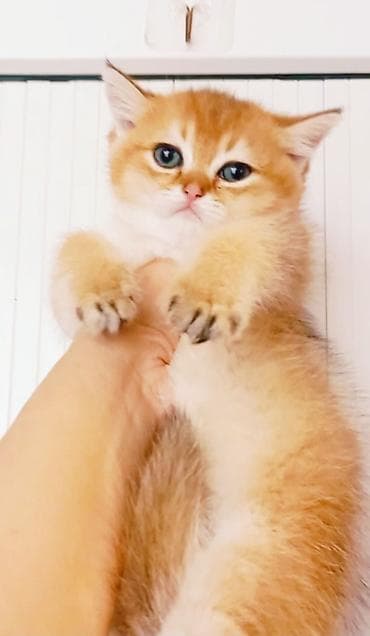 pişik üçün latok: Britan, Erkək, Yaxşı əllərə, Ünvandan götürmə — 3