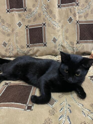 pişik sahibləndirilir: Butun peyvendleri vurulub bir dermanida vurulub pisiy cox oldugu ucun — 2