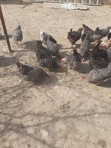 lider toyuq: Toyuq, Yumurtalıq — 5