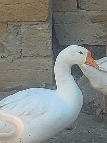 хаски цена в баку: Курица, Для мяса, Самовывоз — 18