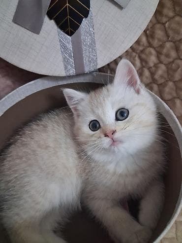 Gəmiricilər: Şinşilla, Dişi, Yaxşı əllərə, Ünvandan götürmə, Ödənişli çatdırılma — 3