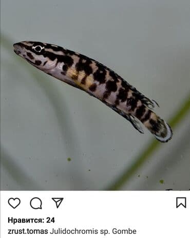 dana qiyməti xacmaz: Yırtıcı, Ünvandan götürmə — 2