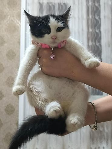 Erkək lalafo.az -da Erkək