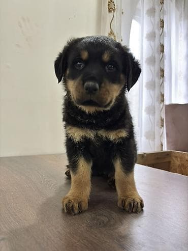 van pisiyi satilir: Rotveyler, 2 ay, Dişi — 2