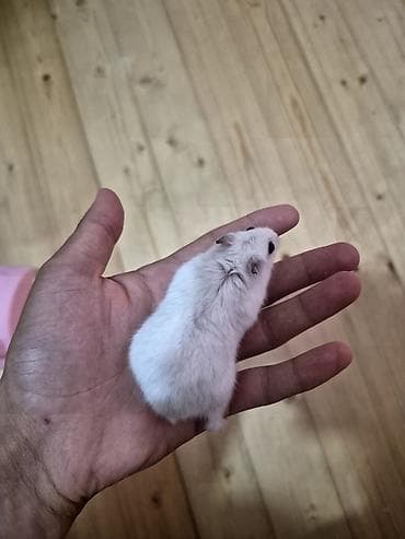 heyvanlar: Hamster Satilir qefes qarisig 25azn — 5