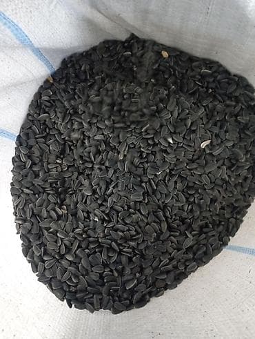 bal qoz qarisimi: Məhsul: Günəbaxan tumu (qara iri dənəli) Təsvir: - Qida üçün yararlı — 3