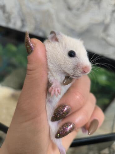 siam satisi: Çox olduğu üçün satılır 1 ayliqdi 6-7 AZN satilir — 1