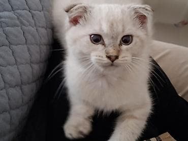 simmental inək cinsi: Şotland yastı qulaq, Erkək, Yaxşı əllərə — 10