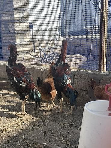 Heyvanlar üçün mallar: Xoruz, il: <1 — 7