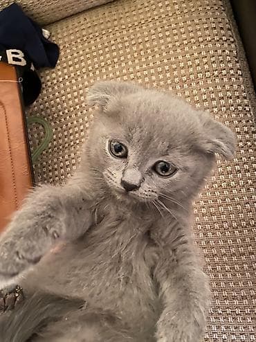 erkek: Şotland yastı qulaq, Erkək — 1