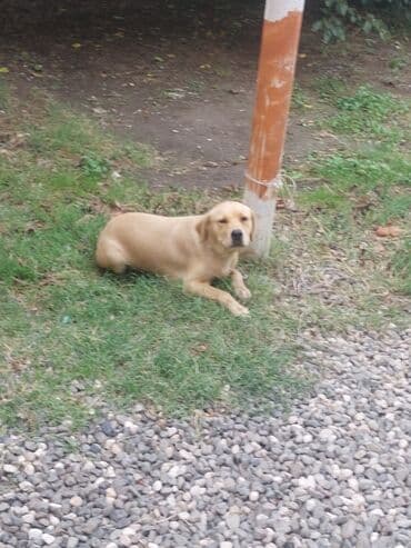 cins inekler azerbaycanda: Retriever, 6 ay, Dişi, Cütləşmə üçün, Ünvandan götürmə — 3