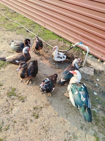 Salam. Elanı sona qədər oxuyun. 8 ədəd lal ördək satılır. Bir erkək