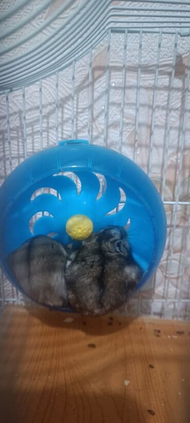 Gəmiricilər: Cücərli xırda gəmiricilər – xəncərquyruq (hamster) - Rəng — 1