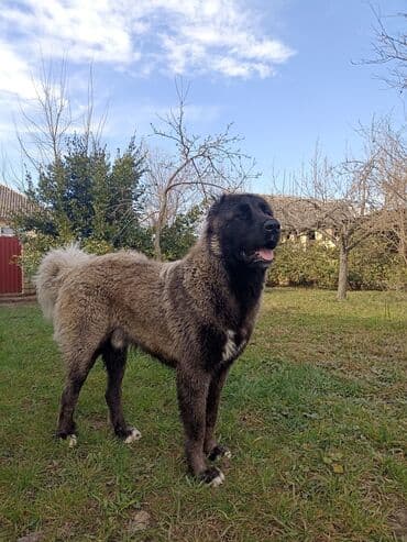 где можно купить собаку мальтипу: Кавказская овчарка, Самец — 3