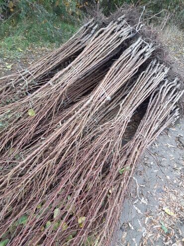 zeytun satışı: Ərik Tingləri . "Saglam Tinglər Saglam Bagçiliqin Təminatidir"🌱 Yeni — 6