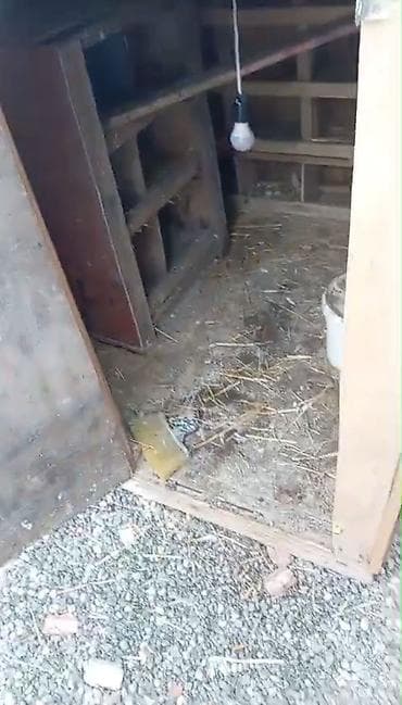 rəngli quşlar: Taxta goyərcin/broyler kümesi - Material: tamamilə taxtadan yığılmış — 5