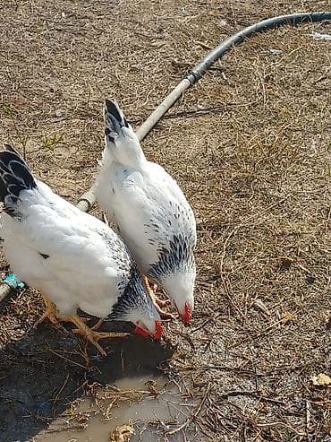 hise verilmis bogaz: Kənd toyuğu Toyuq Bütöv, Topdan, Ünvandan götürmə — 4