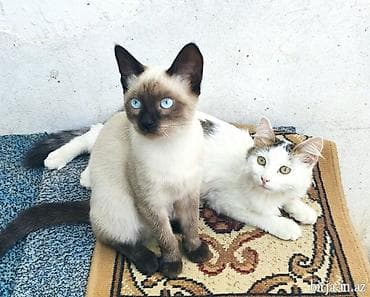 Siam, Dişi, Yaxşı əllərə
