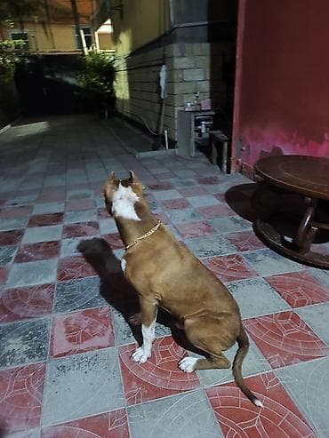 cütleşdirme: Pitbul, Erkək — 3