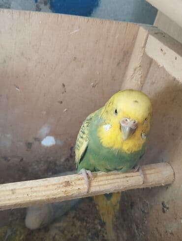 pulsuz heyvanlar verilir: Vaxtim olmadığı ucun satiram aktiv quslardir altında 3 balasi var — 4