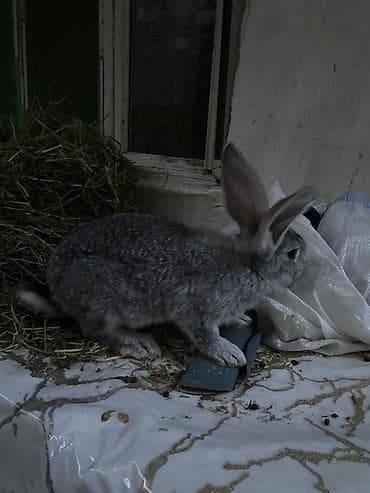 xacmaz heyvan bazari: Rus velikani resen balasi unvan 7 mkr — 5