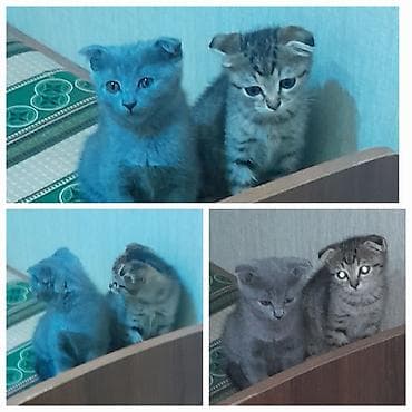 heyvan mal: Şotland, Dişi, Erkək, Yaxşı əllərə, Ödənişli çatdırılma, Ünvandan götürmə — 1
