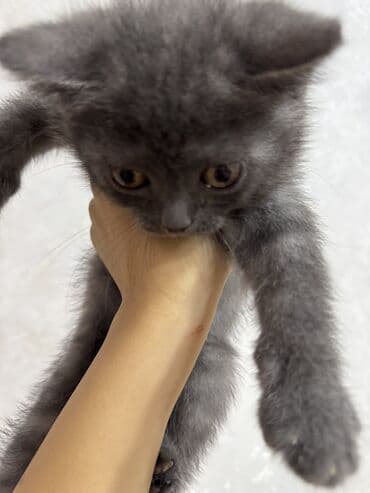 мейн кун купить в баку: Amerikan Shorthair — 5