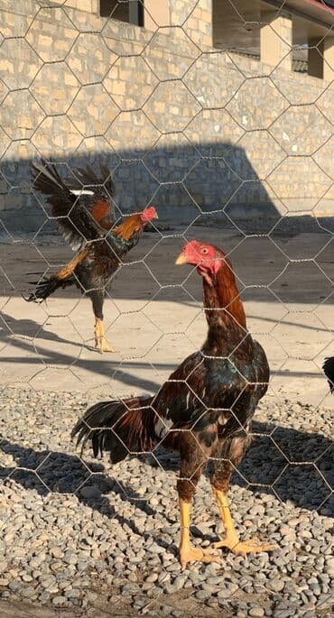 ordek nece gune bala cixardir: Xoruzlar — 8