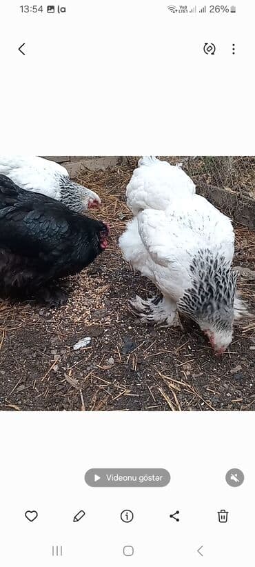 Pişiklər: Toyuq, Brama, Damazlıq — 3