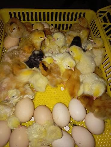 Moyka avadanlığı: Tam avtomat — 2