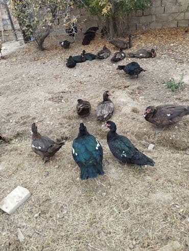 Heyvanlar üçün mallar: Amerkan zumrudu lala ordeklerin 5 Ayliq ve 4 Ayliq balalari satilir — 9