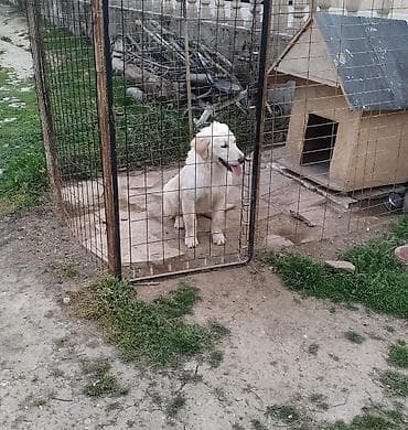 Gəmiricilər: Retriever — 7