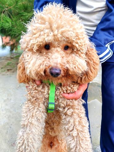продам собаку объявление: Пудель, 1 год, Самец, С прививками, Самовывоз — 1