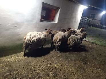 qala qoyunları: Dişi, Qala, il: 1, 50 kq, Damazlıq, Ünvandan götürmə — 5