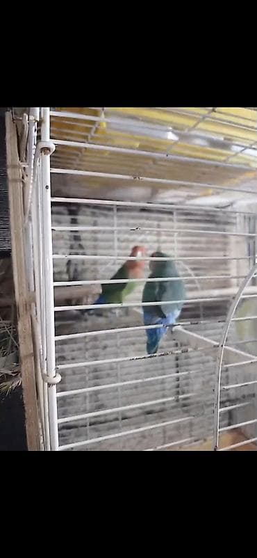 dəvə əti: Məhsul: Cüt sevda quşları (lovebird) Təsvir: - Bir-birinə uyğun cüt — 1